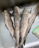 賣魚七郎阿拉斯加狹鱈魚凈重4斤 去頭去臟整條 6-10條裝深海鱈魚明太魚  曬單實(shí)拍圖