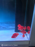 樂(lè)淘逸寵血紅鸚鵡魚(yú)活體發(fā)財(cái)魚(yú)財(cái)神魚(yú)大型熱帶觀賞魚(yú)淡水好養(yǎng) 10-12cm血鸚鵡6條發(fā)順豐 曬單實(shí)拍圖