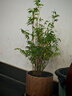 水培植物米竹室內(nèi)盆栽富貴竹南天竹盆景綠植小葉百合竹子花卉好養(yǎng) 米竹高50-60cm（原土發(fā)貨）1盆 曬單實(shí)拍圖