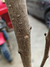 聽雪樓銀杏樹苗大樹庭院白果苗南北方地栽盆栽種植特大果樹苗Y 3公分粗（高111cm-140cm） 不含盆 曬單實拍圖