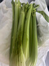 新鮮大西芹現(xiàn)割現(xiàn)發(fā)榨汁西芹首選水果西芹鮮嫩蔬菜生鮮減肥減脂 新鮮西芹4斤 曬單實拍圖