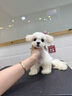 【純種】馬爾濟斯犬幼犬韓版小體寵物小狗狗韓系活體幼崽小型犬 寵物級 【更多幼犬】聯(lián)系客服挑選 曬單實拍圖
