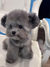 泰迪幼犬純種灰泰迪貴賓犬茶杯犬長(zhǎng)不大小體狗小型犬活體狗寵物狗 寵物級(jí) 灰泰迪 公 曬單實(shí)拍圖