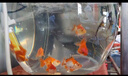 【獅子頭】國獅紅獅幼苗金魚魚苗活好養(yǎng)耐活冷水淡水魚招財(cái)魚風(fēng)水魚 紅獅買6送4 4-6厘米【尺寸適中】 曬單實(shí)拍圖