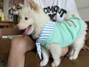 華元寵具（hoopet）狗狗衣服夏天薄款小型犬夏季貓咪西高地比熊雪納瑞寵物防掉毛衣服 藍(lán)條紋領(lǐng)結(jié)綠色背心 L-胸圍47CM（建議10-15斤） 曬單實(shí)拍圖