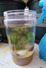 何健弓魚(yú)缸增氧片水產(chǎn)養殖粒粒氧制氧增氧顆粒釣魚(yú)魚(yú)塘魚(yú)池缺氧充氧顆粒 【長(cháng)效增氧】3瓶300粒裝 曬單實(shí)拍圖