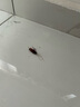 拜滅士蟑螂藥蟑螂屋殺蟑餌劑室內(nèi)全窩端誘殺大小蟑螂誘餌盒4枚/盒 曬單實拍圖