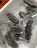 即食海參 大連鮮食海參單個(gè)裝500g海鮮水產(chǎn) 即食海參30-38只/斤 曬單實(shí)拍圖