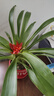 意軒鴻運(yùn)當(dāng)頭綠植盆栽花卉植物四季開(kāi)花室內(nèi)客廳水培植物紅星鳳梨水養(yǎng) 鴻運(yùn)當(dāng)頭20-25公分高紅福字陶瓷 曬單實(shí)拍圖