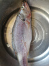 片言片魚 千島湖生態(tài)河鱸魚 凈膛后1.6斤 2-3條 冰鮮整魚 源頭直發(fā) 曬單實拍圖