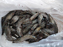 東上御品 鮮凍黑虎蝦大號 凈重2斤 30-40只/盒 印度海鮮蝦類(lèi) 曬單實(shí)拍圖