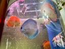 依華萊斯魚(yú)缸喂食圈魚(yú)食定點(diǎn)投食圈水族箱配件觀(guān)賞魚(yú)蝦糧飼料防飄散投喂圈 大號加厚方形喂食圈220*220mm 曬單實(shí)拍圖