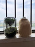 SMVP生命之樹(shù)懶人苔蘚微景觀辦公室盆栽宿舍植物桌面手工生態(tài)瓶真植物 玻璃造景單瓶（灰空瓶） 曬單實(shí)拍圖