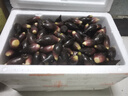 辰實(shí)【現(xiàn)挖現(xiàn)發(fā)】陽荷姜新鮮 洋荷姜現(xiàn)挖 陽霍洋河菜陽合筍 5斤【現(xiàn)挖】 曬單實(shí)拍圖