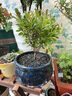 京悠雨金絲楠木小葉赤楠盆景老樁盆栽苗花卉辦公室內桌面小綠植好養四季 精品文竹+舍得圓盆+方形底托+苔蘚+肥料 不含托盤(pán) 曬單實(shí)拍圖