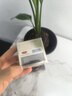 京潤珍珠（gNPearl）養(yǎng)顏珍珠膏16g 養(yǎng)白減黃珍珠霜 美白透亮提拉緊致擦臉面霜膚品 曬單實(shí)拍圖