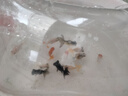 優(yōu)魚若寵金魚活體 觀賞魚 好養(yǎng)冷水魚 淡水活魚 小型小金魚寵物活體魚 4-6cm混色金魚10條 曬單實(shí)拍圖