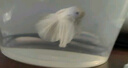 【泰國進(jìn)口精品斗魚】觀賞魚苗金魚熱帶好養(yǎng)耐活體淡水半月婚紗魚 S級*粉白公下單送魚食 曬單實(shí)拍圖