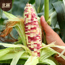 北蔬 玉米種子苗香甜糯自種苞米四季蔬菜種籽 彩甜糯6號(hào)玉米種子100g 曬單實(shí)拍圖