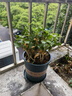【雅之典】重瓣茉莉花盆栽室內觀花植物四季好養(yǎng)帶花苞開花不斷綠植 茉莉花6年苗【原盆】 好養(yǎng)活 曬單實拍圖