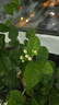秋穎橫縣重瓣茉莉花盆栽四季綠植花卉老樹(shù)樁花苗室內好養的花開(kāi)花不斷 25年精選老樁1棵 不含盆 曬單實(shí)拍圖