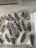 頤口福大連鮮活即食海參鮮食特級海參蔥燒海參佛跳墻禮盒順豐包郵送禮 1000g即食海參（30-40只/斤） 曬單實拍圖