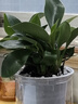 墨一金鉆盆栽 花卉植物室內(nèi)綠植辦公室綠植早安盆美觀室內(nèi) 源頭直發(fā) 曬單實拍圖