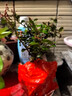 紫薇樹(shù)樁盆景熟樁小老樁百日紅紫薇庭院綠植陽(yáng)臺(tái)盆栽桌面盆景花卉 隨機(jī)發(fā)貨 不含盆 曬單實(shí)拍圖