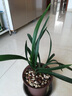 劉閣蘭花蘭花苗建蘭四季蘭老君荷濃香室內(nèi)花卉盆栽 4苗帶花苞裸根源頭直發(fā) 曬單實(shí)拍圖