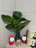 壹植水培天堂鳥(niǎo)盆栽花卉植物室內客廳綠植桌面鶴望蘭吸甲醛四季好養活 精品水培天堂鳥(niǎo)20-30厘米 2棵 不含盆 曬單實(shí)拍圖