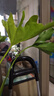 春羽水培植物室內(nèi)綠植花卉客廳四季好養(yǎng)驅(qū)蚊植物水養(yǎng)辦公室盆栽花 單發(fā)植物-春羽40-45cm【3棵】 曬單實(shí)拍圖