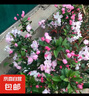 紫砂壺蓋子配蓋壺蓋宜興原礦紫砂西施仿古原礦紫泥大紅袍紫砂壺蓋 4.4-4.5（內(nèi)徑） 配蓋子需要聯(lián)系客服發(fā)照片 曬單實拍圖