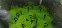 山樹(shù)錦鯉魚(yú)池過(guò)濾毛刷十字毛刷米形毛刷魚(yú)缸消音刷孵化刷清潔毛刷 【MTB124080】2A級(jí)毛刷 80CM /9支 曬單實(shí)拍圖