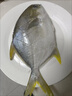 大號金鯧魚(yú)鮮活冷凍新鮮金昌魚(yú)速凍海魚(yú)海昌深海海鮮 二條【400-500g/條】 曬單實(shí)拍圖