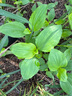 黑土優(yōu)選 野生精選榛蘑185g/袋 東北特產(chǎn) 山珍干貨  小雞燉蘑菇食材 曬單實(shí)拍圖