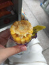 云南芒市真空包裝開(kāi)袋即食水果玉米脆甜代餐攜帶方便每段80-120g 云南芒市即食水果玉米段 8-12段≥2斤 曬單實(shí)拍圖