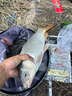 川澤金海夕有刺無刺魚鉤綁好成品子線雙鉤套裝鯽鯉魚翹嘴雙鉤黑坑魚鉤 有刺45cm【鉤5線1.2+鉤6線1.5】 金海夕 20付/盒 曬單實(shí)拍圖