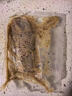 賣魚七郎【黑椒鱈魚排】香煎鱈魚排新鮮低脂健身輕食代餐500g/包 500g/包黑椒鱈魚排【低脂高蛋白】 2包 曬單實拍圖