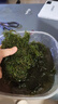 水草套餐三角莫斯淡水松茸火焰垂淚莫斯前景草沉木魚缸水族箱造景 散裝莫斯100g 送膠水綁線 曬單實(shí)拍圖