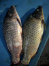 博菲特日本長(cháng)竿超硬19調16米打窩竿釣魚(yú)竿逗釣巨物長(cháng)節超長(cháng)炮竿遠距離 新款二代（13米+前兩節+竿包） 曬單實(shí)拍圖