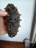 棒棰島大連有機(jī)冷凍海參1000g非即食海鮮水產(chǎn)2斤低播遼刺參孕婦特產(chǎn)禮盒 冷凍海參 1000g 20-25只禮盒裝 禮盒裝 曬單實拍圖
