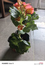 麗格海棠盆栽帶花不斷四季開花室內(nèi)陽(yáng)臺(tái)好養(yǎng)花卉玫瑰玻璃海棠 麗格海棠粉紅色（不含盆） 曬單實(shí)拍圖
