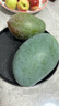 閩域?qū)r四川攀枝花凱特芒果 【閃送】特大芒果青皮金煌貴妃當(dāng)季送禮水果 精選裝｜3斤裝｜試吃裝｜凈重2.8斤 精選裝｜單果300克+｜甜 曬單實拍圖