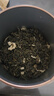 尋西湖茶葉茉莉花茶2025新茶特級茉莉飄雪七窨一提濃香型嫩芽罐裝100g 曬單實拍圖