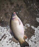 釣魚(yú)頭燈超長(zhǎng)續(xù)航60個(gè)小時(shí)感應(yīng)夜專用超輕頭戴式強(qiáng)光充電超亮戶外 旗艦爆亮-6000V大容量-待續(xù)633天 曬單實(shí)拍圖