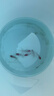 【鶴頂紅】精品金魚幼苗小魚魚苗紅帽招財(cái)冷水鴻運(yùn)當(dāng)頭獅子頭好養(yǎng)魚苗小型 鴻運(yùn)當(dāng)頭買3送3 4-6厘米【靈動(dòng)好看】 曬單實(shí)拍圖