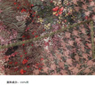 達衣巖別致襯衫領(lǐng)短款碎花襯衫2021秋季新款時(shí)尚收腰修身舒適休閑襯衣女 安第斯綠 M 曬單實(shí)拍圖