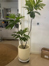 掬涵北歐風(fēng)仿真植物盆景面包樹綠植客廳裝飾擺件電視柜角落擺設(shè)高顏值 高度仿真/外貿(mào)一級 1.8m+花盆+花盆托 曬單實拍圖