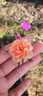 重瓣混色太陽花苗帶根盆栽苗四季開花陽臺大花植物帶花苞室內庭院 混色重瓣帶根：【16顆】可開6-15色+花肥 曬單實拍圖
