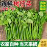 樹(shù)仔菜新鮮潮汕菜五指山野菜當季天綠涼拌菜酒樓食材特色蔬菜包郵 500g 曬單實(shí)拍圖